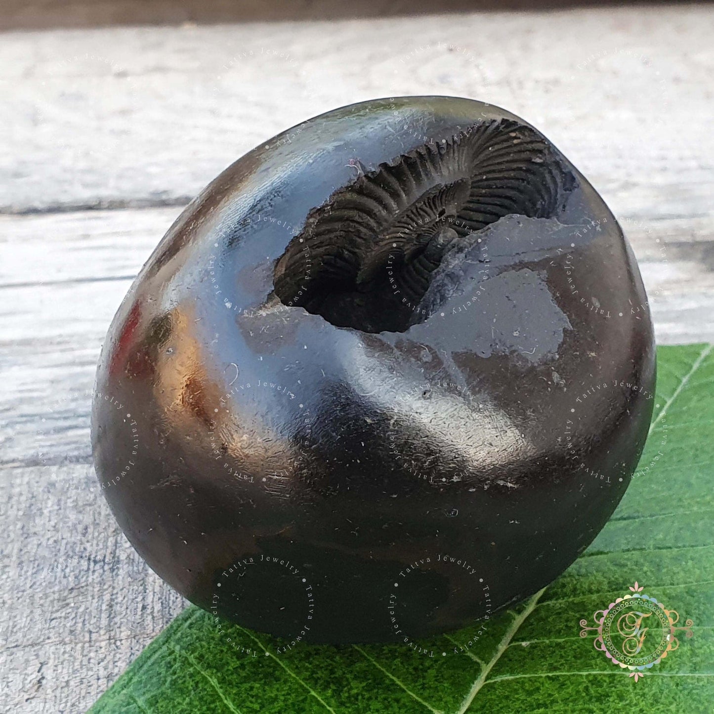 Divya Laxmi Narayan Shaligram Stone