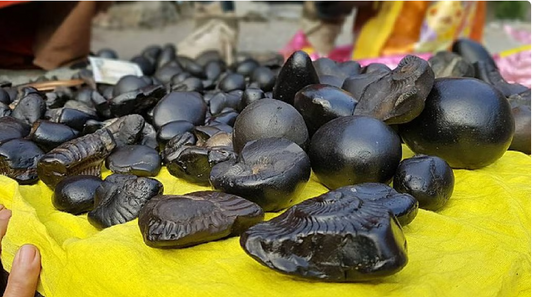 Divya Laxmi Narayan Shaligram Stone
